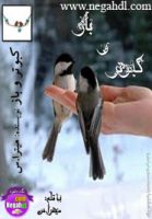 کبوتر و باز